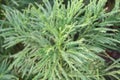 Japanese cedar Cryptomeria japonica Yoshino, conifer Royalty Free Stock Photo